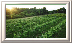 rehagen_vineyard_web_site001001.jpg