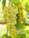 rehagen_vineyard_web_site001002.jpg