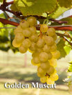 rehagen_vineyard_web_site001010.jpg