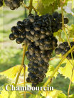 rehagen_vineyard_web_site001011.jpg