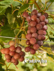 rehagen_vineyard_web_site001012.jpg