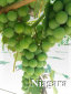 rehagen_vineyard_web_site002004.jpg