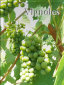 rehagen_vineyard_web_site002006.jpg