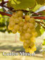 rehagen_vineyard_web_site002007.jpg