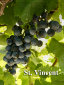 rehagen_vineyard_web_site002008.jpg