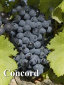 rehagen_vineyard_web_site002009.jpg