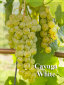 rehagen_vineyard_web_site002011.jpg