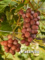 rehagen_vineyard_web_site002012.jpg