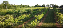 rehagen_vineyard_web_site003001.jpg