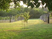 rehagen_vineyard_web_site003013.jpg