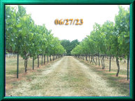 rehagen_vineyard_web_site004002.jpg