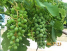 rehagen_vineyard_web_site005001.jpg